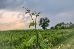 Photo French vineyard