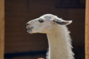 Photo Andean llamas